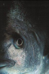 Underwater Photography
