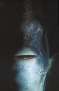 Underwater Photography