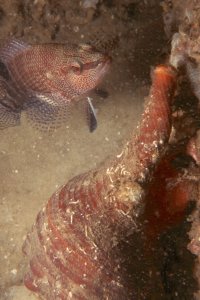 Underwater Photography