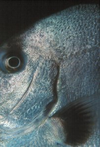 Underwater Photography