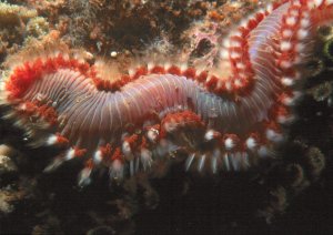 Underwater Photography