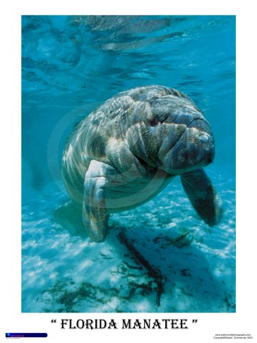 Florida Manatee Poster